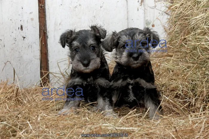 : DOG Mini Schnauzer puppies in hay : DOG Mini Schnauzer puppies in hay