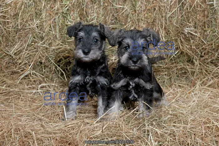 : DOG Mini Schnauzer puppies in hay : DOG Mini Schnauzer puppies in hay