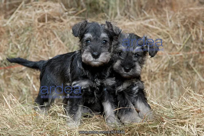 : DOG Mini Schnauzer puppies in hay : DOG Mini Schnauzer puppies in hay