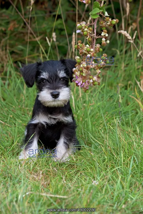 : Dog - Mini Schnauzer puppy : Dog - Mini Schnauzer puppy