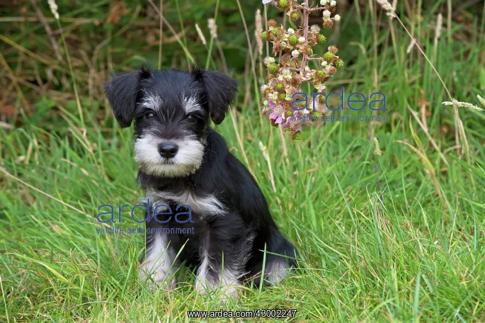 : Dog - Mini Schnauzer puppy : Dog - Mini Schnauzer puppy