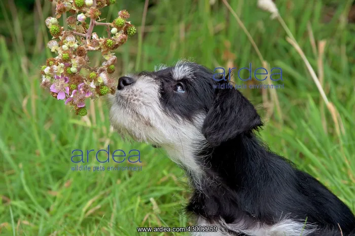 : Dog - Mini Schnauzer puppy : Dog - Mini Schnauzer puppy