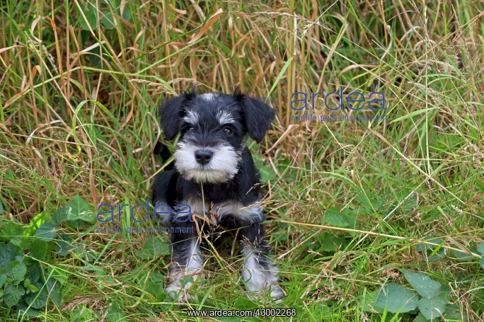  : Dog - Mini Schnauzer puppy