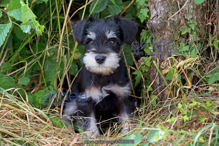 : Dog - Mini Schnauzer puppy : Dog - Mini Schnauzer puppy