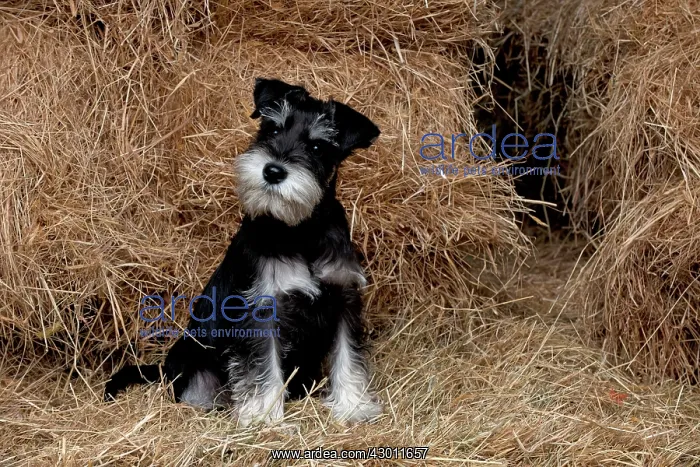 : DOG Mini Schnauzer puppy in hay : DOG Mini Schnauzer puppy in hay