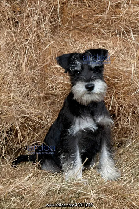 : DOG Mini Schnauzer puppy in hay : DOG Mini Schnauzer puppy in hay