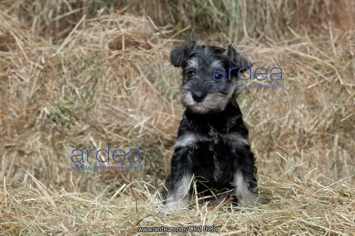 : DOG Mini Schnauzer puppy in hay : DOG Mini Schnauzer puppy in hay