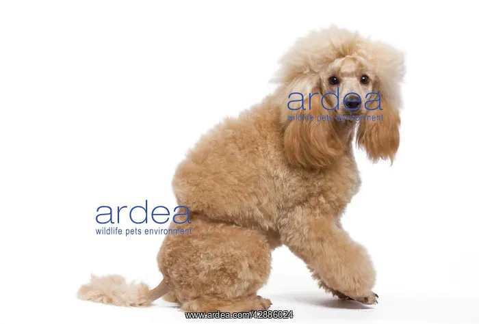  : Dog - Miniature Apricot Poodle