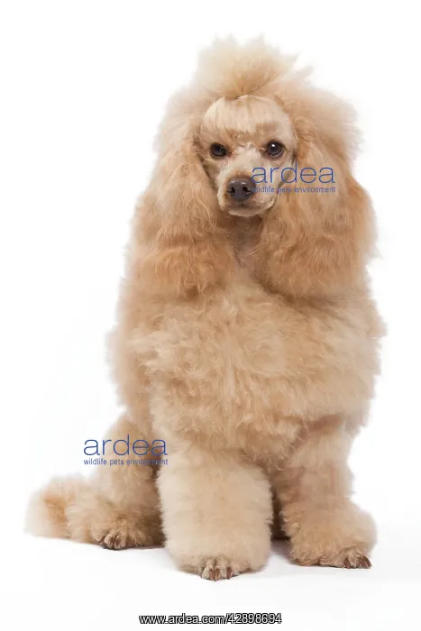  : Dog - Miniature Apricot Poodle