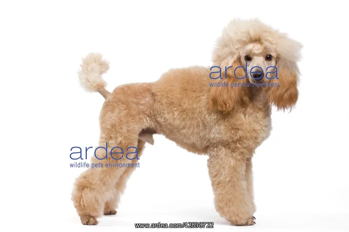  : Dog - Miniature Apricot Poodle
