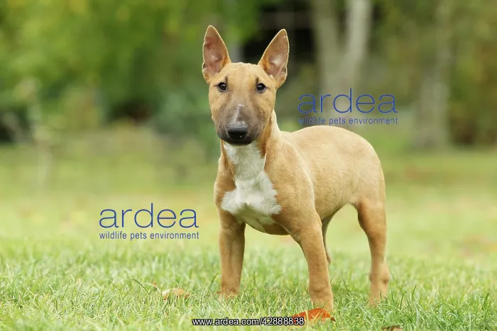  : Dog - Miniature Bull Terrier