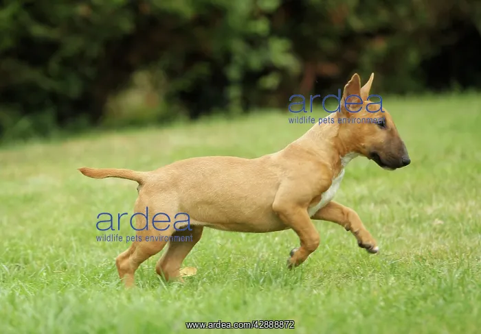  : Dog - Miniature Bull Terrier