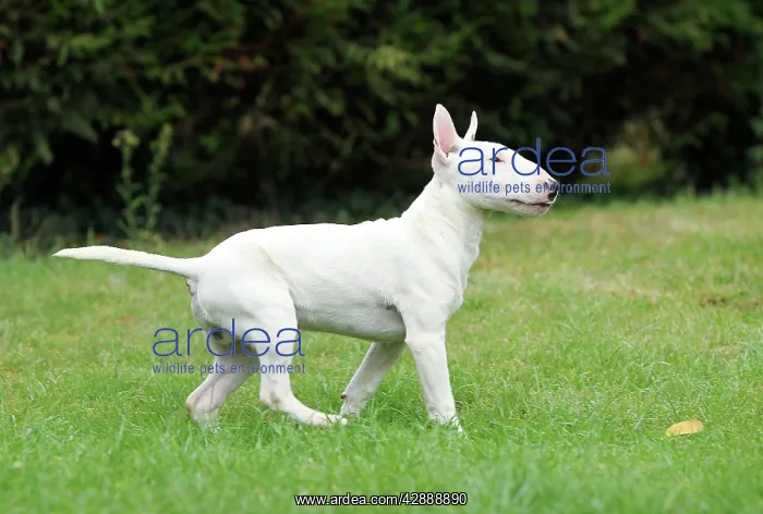 : Dog - Miniature Bull Terrier