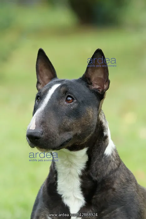  : Dog - Miniature Bull Terrier