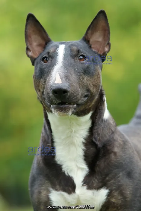  : Dog - Miniature Bull Terrier