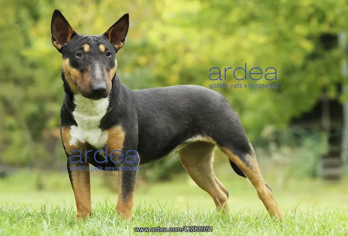  : Dog - Miniature Bull Terrier