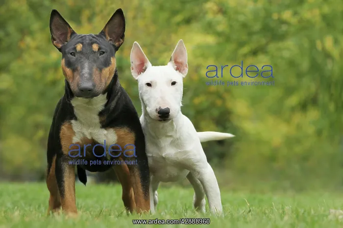  : Dog - Miniature Bull Terrier