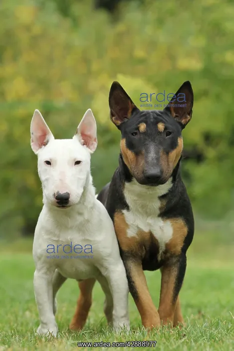  : Dog - Miniature Bull Terrier