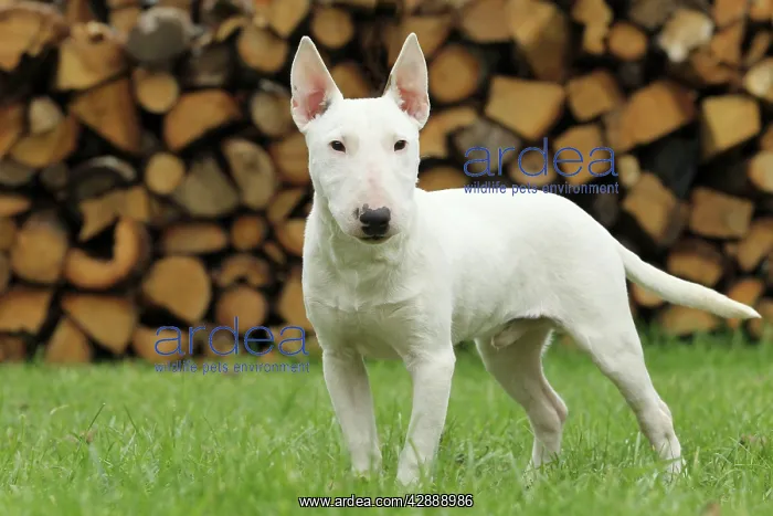  : Dog - Miniature Bull Terrier