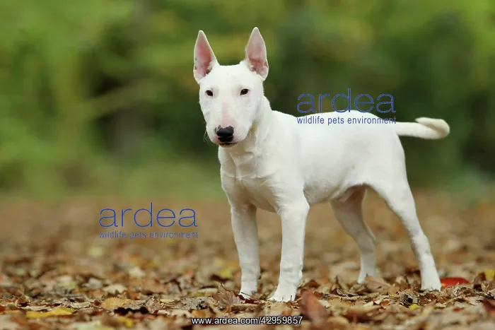  : Dog - Miniature Bull Terrier