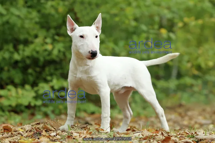  : Dog - Miniature Bull Terrier
