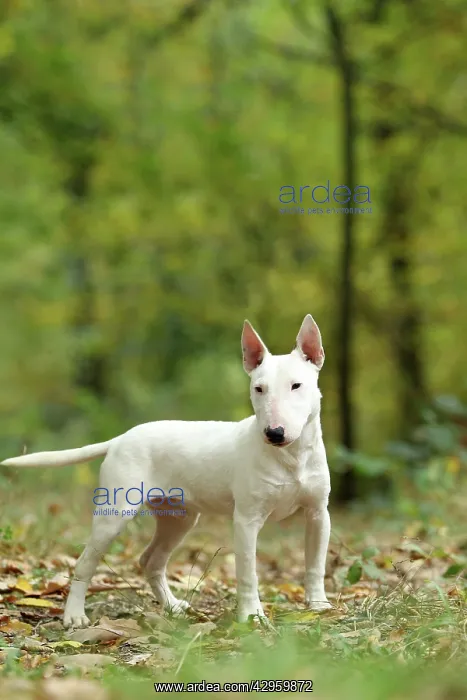  : Dog - Miniature Bull Terrier