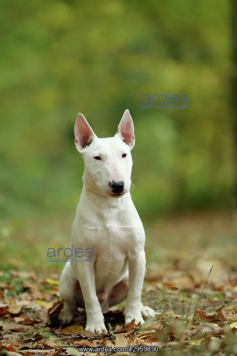  : Dog - Miniature Bull Terrier