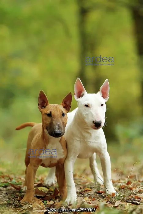  : Dog - Miniature Bull Terrier