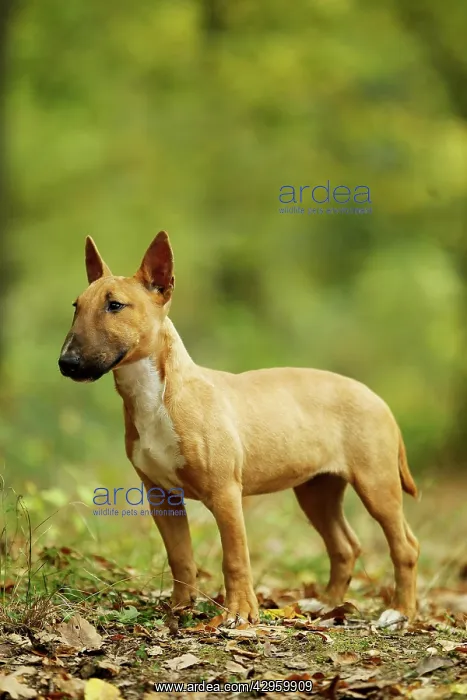  : Dog - Miniature Bull Terrier