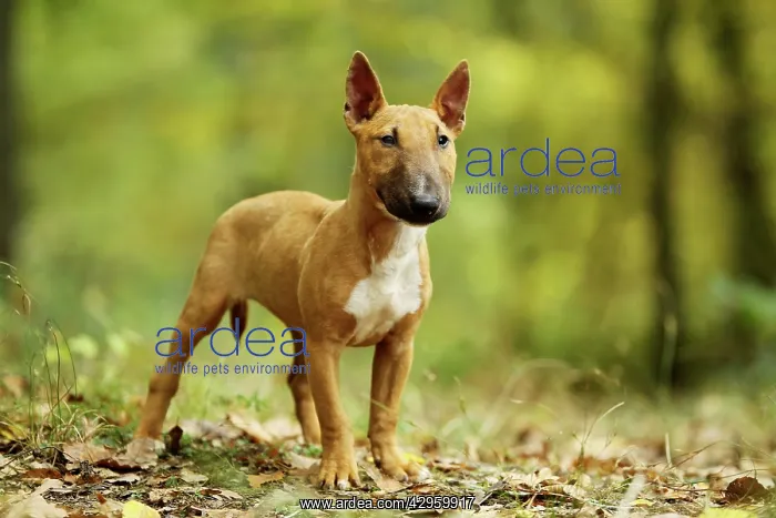  : Dog - Miniature Bull Terrier