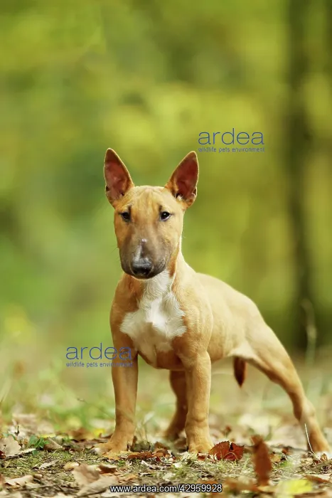  : Dog - Miniature Bull Terrier