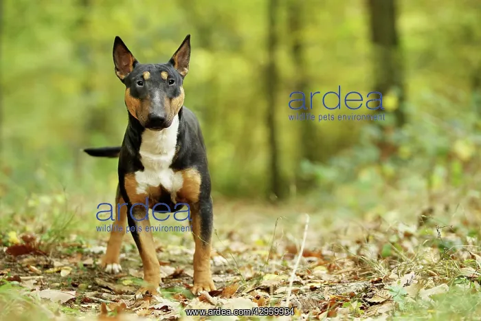  : Dog - Miniature Bull Terrier