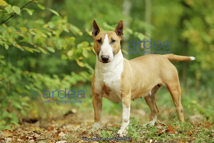  : Dog - Miniature Bull Terrier