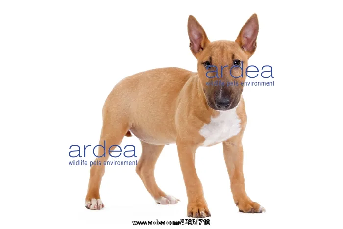  : Dog - Miniature Bull Terrier