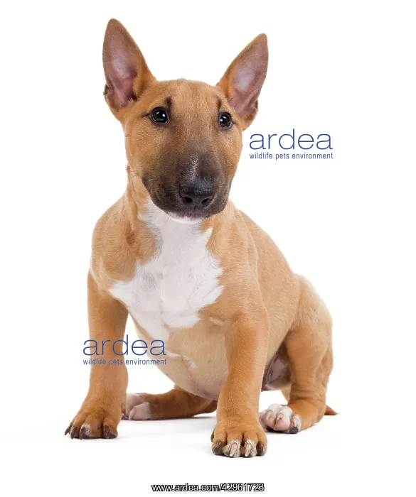  : Dog - Miniature Bull Terrier