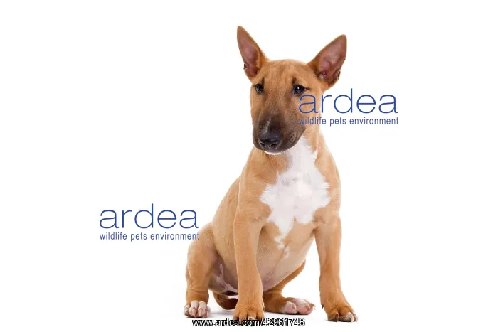  : Dog - Miniature Bull Terrier