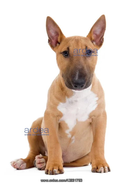  : Dog - Miniature Bull Terrier