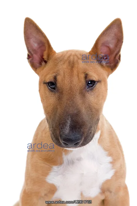  : Dog - Miniature Bull Terrier