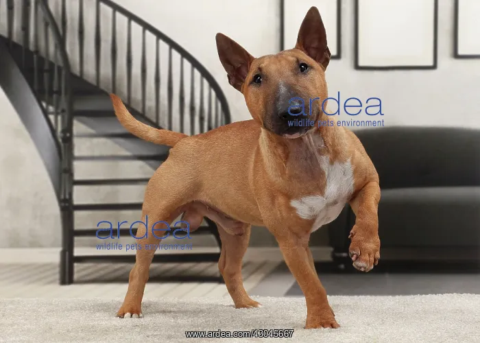  : Dog Miniature Bull Terrier