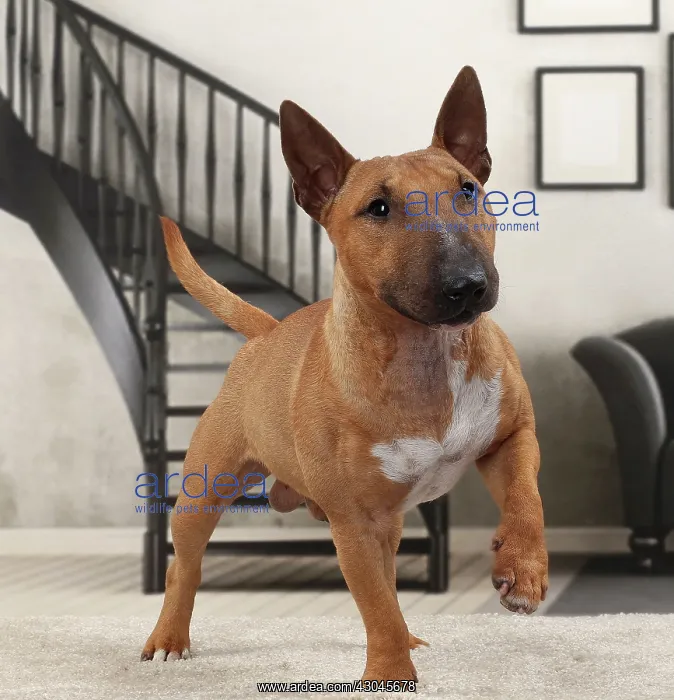  : Dog Miniature Bull Terrier