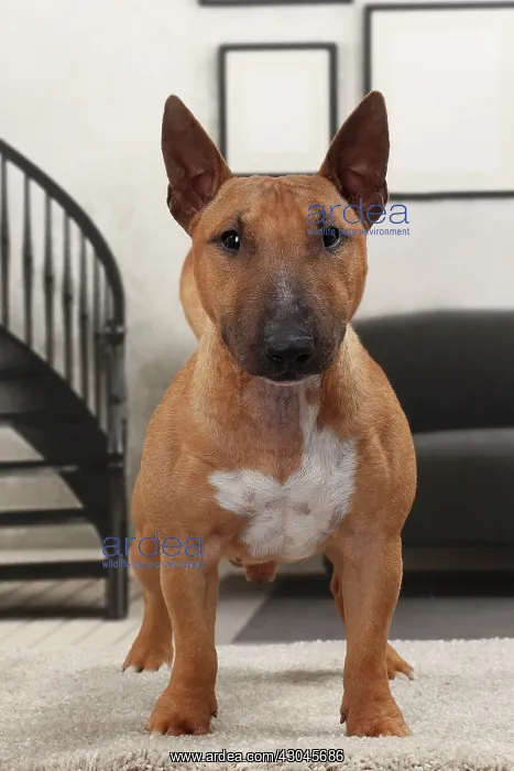  : Dog Miniature Bull Terrier