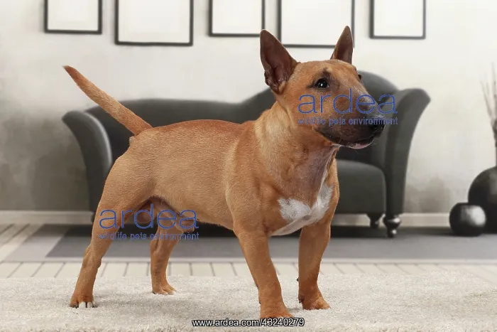  : Dog Miniature Bull Terrier