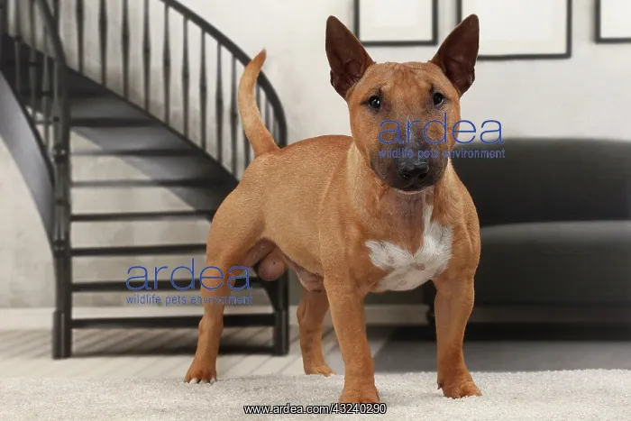 : Dog Miniature Bull Terrier