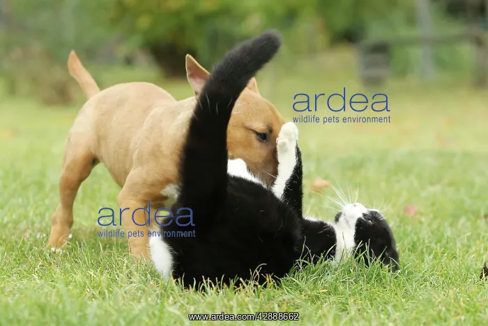 : Dog - Miniature Bull Terrier - playing with Black : Dog - Miniature Bull Terrier - playing with Black