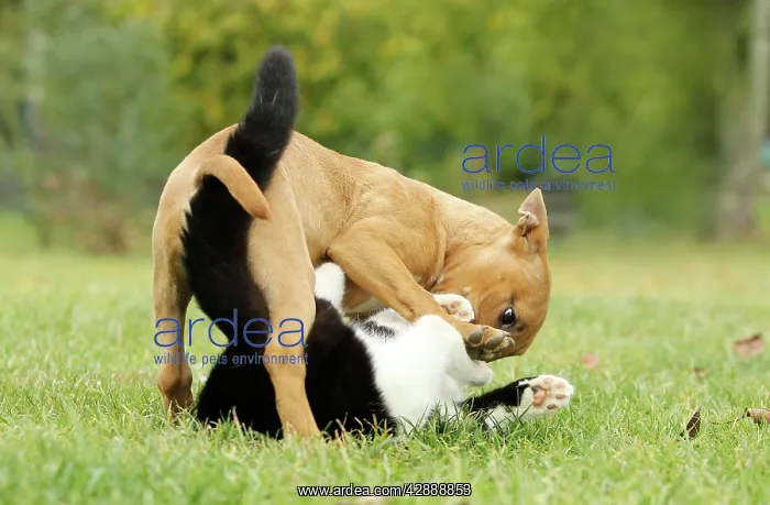 : Dog - Miniature Bull Terrier - playing with Black : Dog - Miniature Bull Terrier - playing with Black