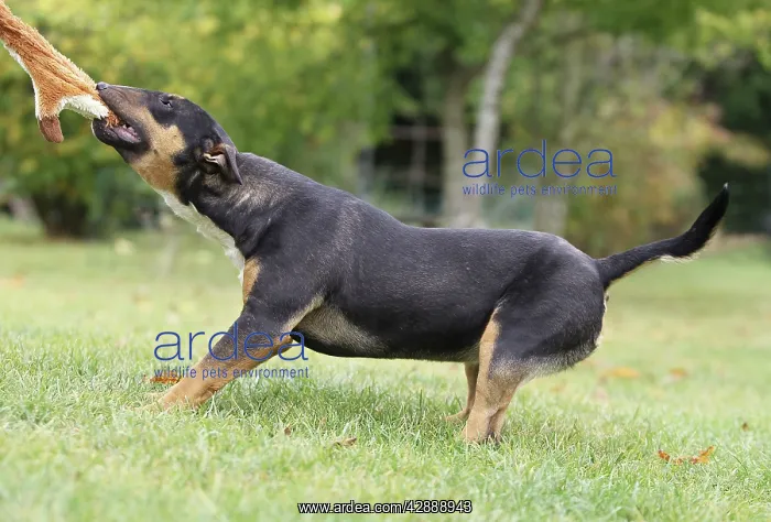 : Dog - Miniature Bull Terrier - pulling toy
