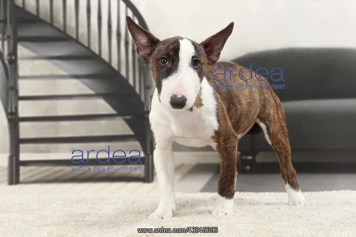  : Dog Miniature Bull Terrier puppy
