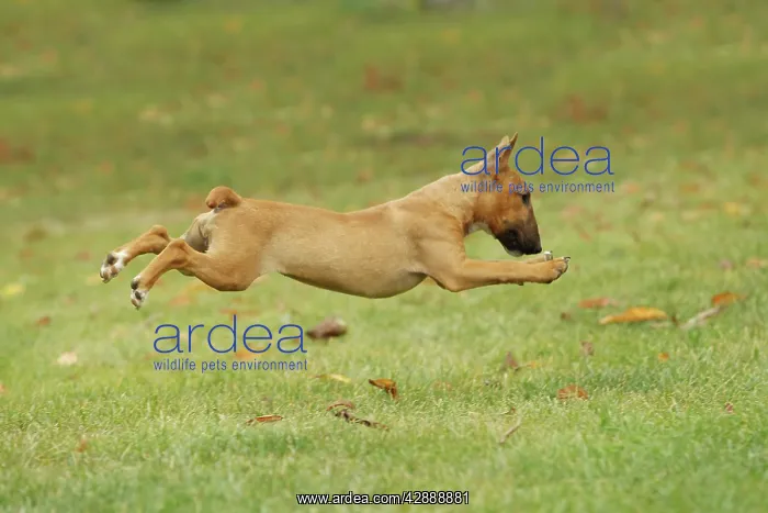 : Dog - Miniature Bull Terrier - running