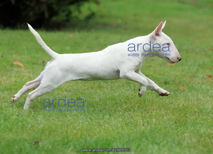  : Dog - Miniature Bull Terrier - running