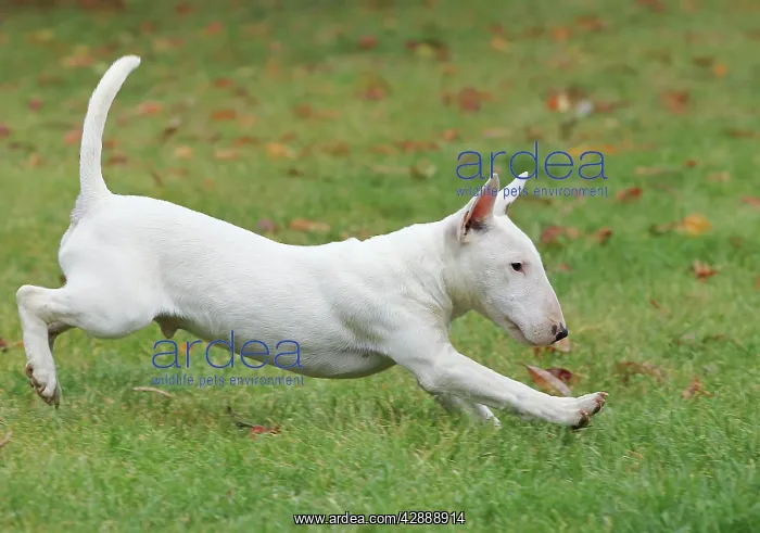  : Dog - Miniature Bull Terrier - running